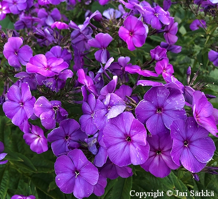 Phlox paniculata 'Osmo Heikinheimo', syysleimu